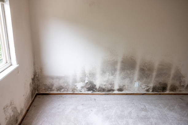 Mold Remediation for Rental Properties in Imperial, NE